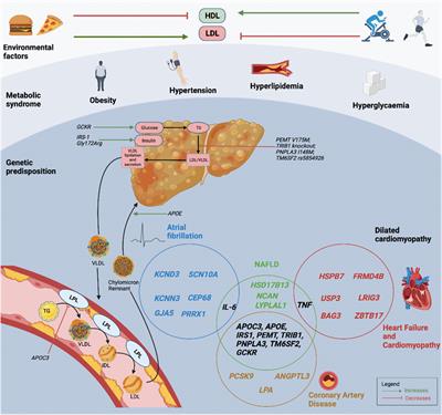 The genetic interactions between non-alcoholic fatty liver disease and cardiovascular diseases